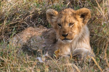 Cute lion cub resting in long grass, Okavango Delta, Botswana

