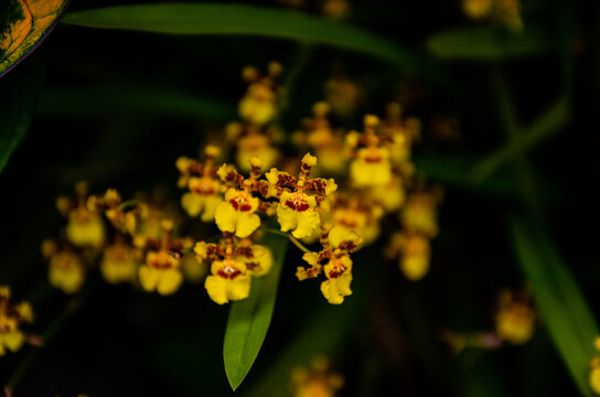 Orquidea
