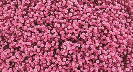 Close up of a dense field of small pink flowers