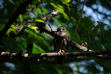 A striking, detailed of a Brown Hawk owl, Brown boobook perched on a dark, mossy branch, set against a beautifully soft, blurred background of lush green tropical foliage.