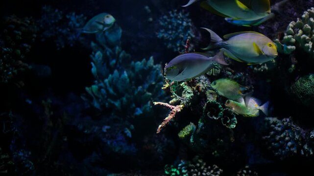 Acanthurus surgeonfish swimming in tropical waters. Tropical surgeonfish school in coral reef habitat. Colorful acanthurus species gliding underwater.
