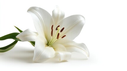 Elegant Single White Lily on Pure White Background for Sophisticated Brand Poster