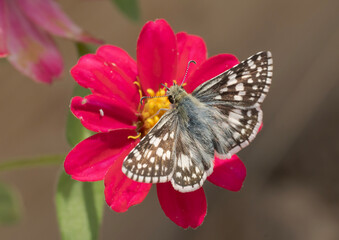 Common Checkered Skipper butterfly getting nectar from a pink Zinnia in fall sun