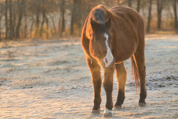 A very old Arabian horse in snowy pasture on a cold winter morning, with sunrise lighting up his breath in the air