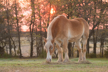 Handsome blond Belgian draft horse grazing on short early spring grass at sunrise
