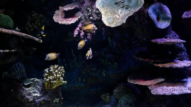 Zebrasoma desjardinii sailfin tang swimming underwater. Colorful sailfin tang fish in marine environment. Zebrasoma desjardinii close-up in tropical waters.