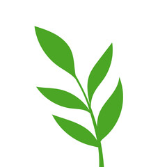 green leaf isolated on white background