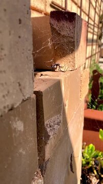 An Australian Red Back Latrodectus hasselti spider climbs down its web in slow mo