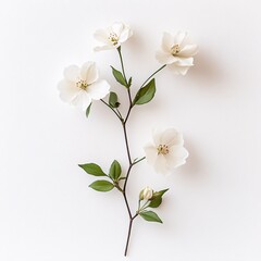Fototapeta premium Delicate beauty of a single pastel purple anemone flower in full bloom, showcasing its soft lilac petals and dark blue center against a neutral grey background