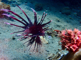 A lionfish spreads its fins near the coral reef. Vivid colors and sharp contrasts create an energetic scene full of tropical underwater character.