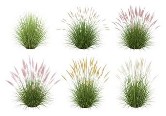 Landscaping PNG pack pink muhly grass isolated