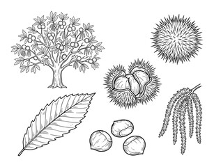 Detailed Botanical Illustration of Sweet Chestnut Tree and its Parts