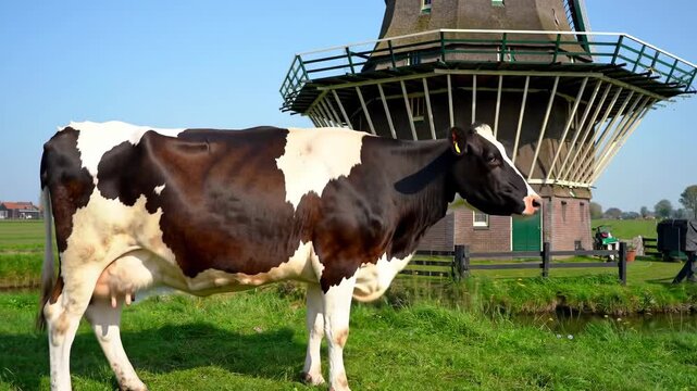 Dairy cow standing in front of a windmill in a sunny rural setting