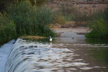 small waterfall in a river