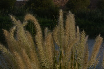 Nature among the branches and ears of corn