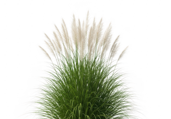 Pink cloud muhly grass PNG element set