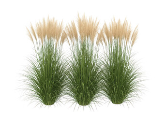 Obraz premium Ornamental grass set pink muhly PNG cutout