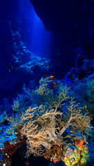 Underwater photo from a scuba dive of a soft coral in a cave with rays of light. Cathedrals of light. Underwater Art.