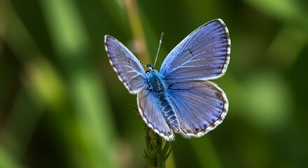 Beautiful Blue Butterfly Perched on a Green Plant Stem.