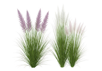 Landscaping grass set Muhlenbergia capillaris PNG
