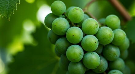 Close-up of a vibrant bunch of green grapes hanging on a vine, bathed in natural light, showcasing their fresh and unripe beauty.