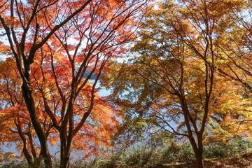 伊豆 一碧湖の秋。大池紅葉広場。