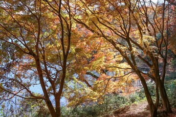 伊豆 一碧湖の秋。大池紅葉広場。