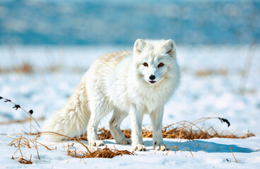 Naklejka premium White fox in winter