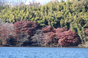 伊豆 一碧湖の秋。大池。