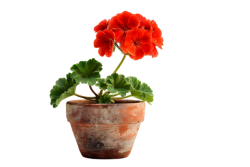 Red flower in a pot. Potted geranium. Isolated potted plant.