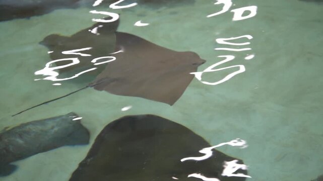 Cownose Ray swimming in the Kansas City Zoo
