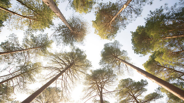 Looking up through tall pine trees towards a bright sky forest woods - Powered by Adobe