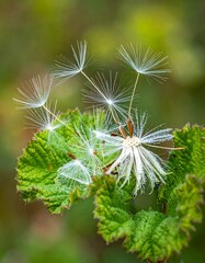 Close-up of dandelion seed head and delicate, green leaves