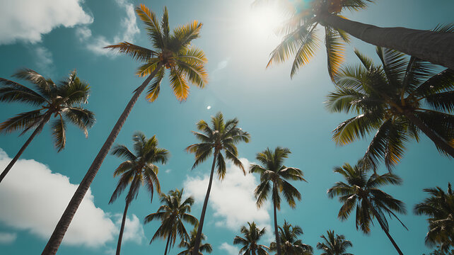 Looking Up Through Palm Trees Towards Sunny Sky palm trees, sky, sun, sunny, tropical - Powered by Adobe