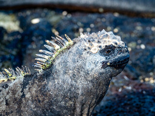 iguana on the rocks