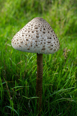 Parasol Mushroom (Macrolepiota procera). A basidiomycete fungus. Young specimen growing on Fyfield Down near Avebury, Wiltshire, England