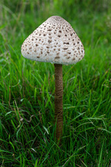 Parasol Mushroom (Macrolepiota procera). A basidiomycete fungus. Young specimen growing on Fyfield Down near Avebury, Wiltshire, England