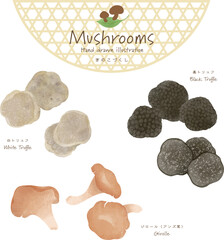 世界のきのこづくしベクターセット＜白トリュフ・黒トリュフ・ジロール＞
