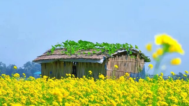 Yellow mustard flowers swaying in the wind with a rural village hut. Old house in the field. Vibrant yellow mustard blossoms in front of a thatched village home.