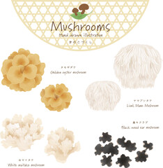 きのこづくしベクターセット＜タモギダケ・ヤマブシタケ・白マイタケ・黒キクラゲ＞
