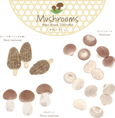 世界のきのこづくしベクターセット＜モリーユ茸・マッシュルーム・ポルチーニ茸＞