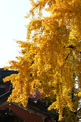 ginkgo tree in autumn