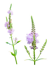 Obedient plant, Physostegia virginiana, with palet pink flowers, isolated on a transparent background