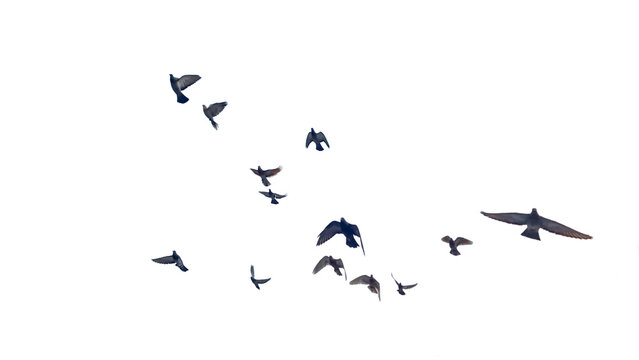 brids pigeons dove flying many isolated for background