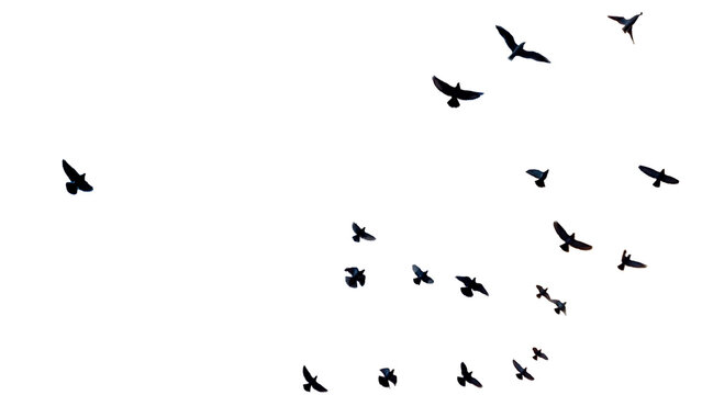 brids pigeons dove flying many isolated for background