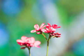 Cotton leaved jatropha, EUPHORBIACEAE or  Jatropha integerrima or  Jatropha integerrima Jacq or Peregrina or Spicy jatropha or pink flower or fuchsia flower