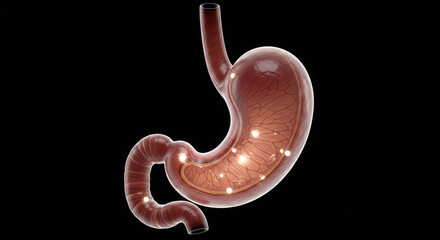 3D stomach organ model