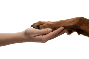 Human hand gently holding a golden retriever puppy paw against a dark background