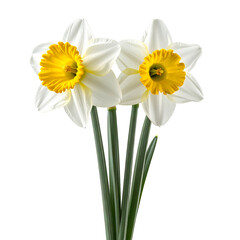 Spring's Embrace: Two vibrant daffodils with pristine white petals and a sunny yellow trumpet display the epitome of spring's freshness and simple beauty.