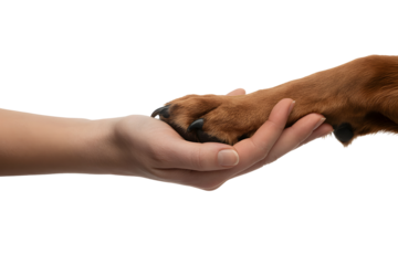 A human hand gently holding the paw of a golden retriever dog on a black background